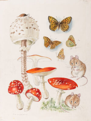 1. Mildred Eldridge R.W.S. (1909-1991) - ‘Fungus, Fritillary and Young Field Mouse’.