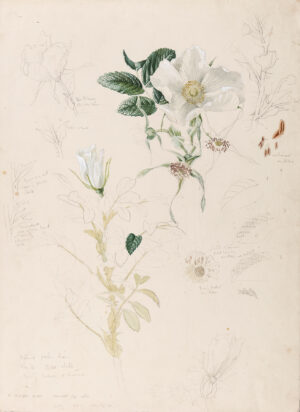 22. Mildred Eldridge R.W.S. (1909-1991) - ‘Rose Rugosa Alba’.