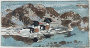 112. TUNNICLIFFE Charles Frederick R.A. (1901-1979) - Red-breasted Mergansers.