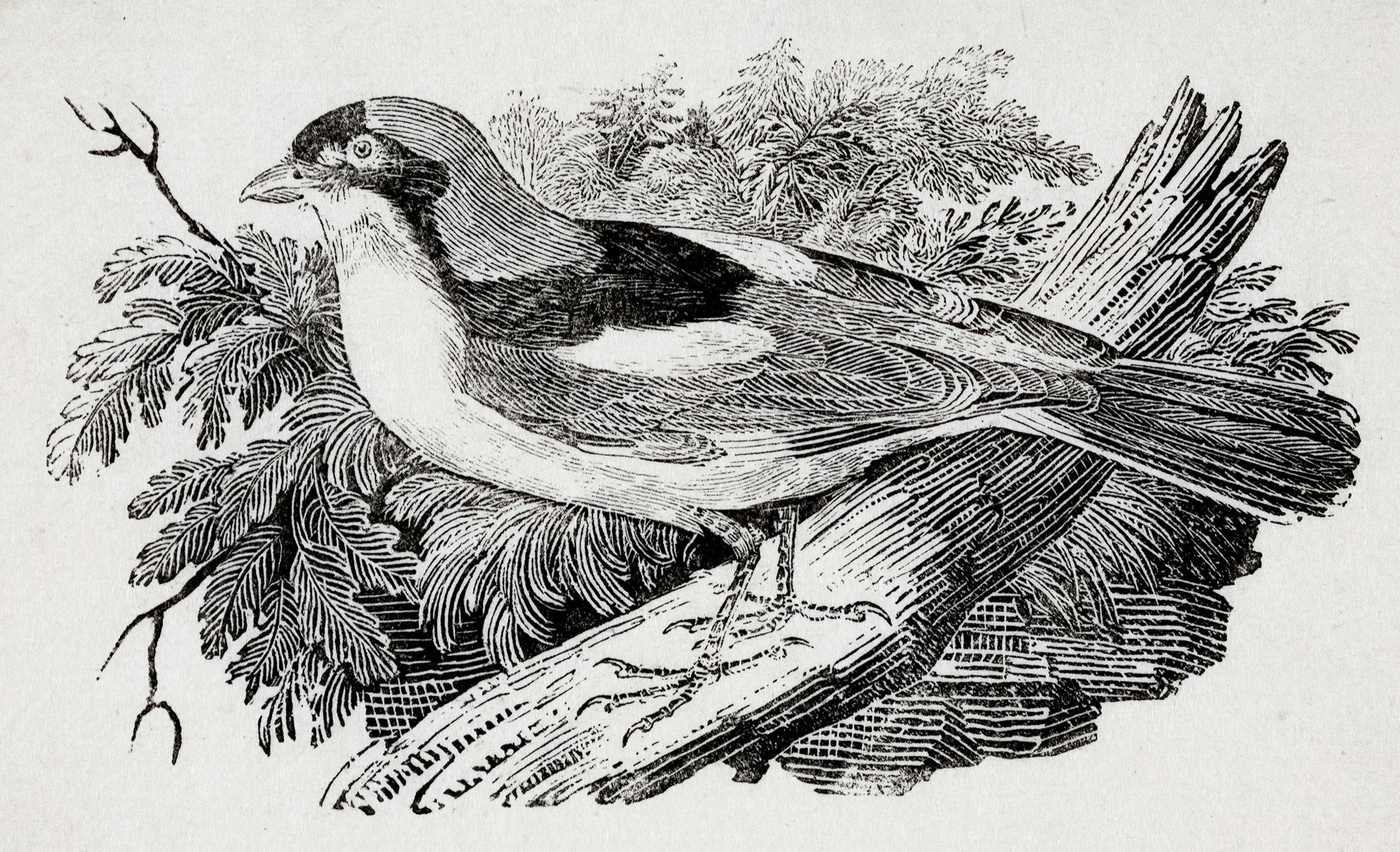 15617